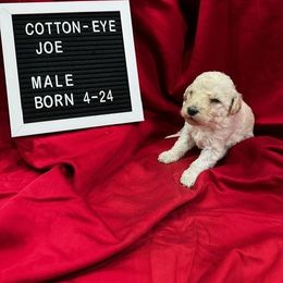Labradoodle Puppies from Decatur Doodles