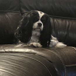 Pepper - Cavalier King Charles Spaniel