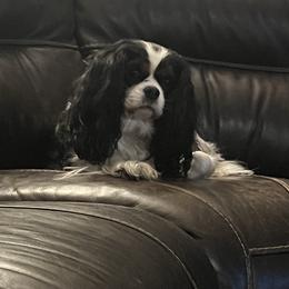 Pepper - Cavalier King Charles Spaniel