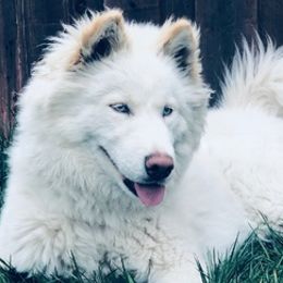 Siberian Huskies from Sublime Sibes