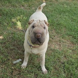 Jo - Chinese Shar-Pei