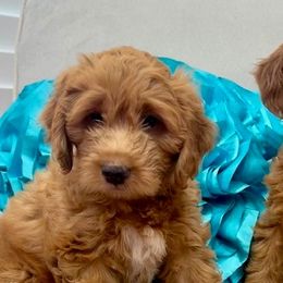 Double Doodles from Abbott Mini Doodles