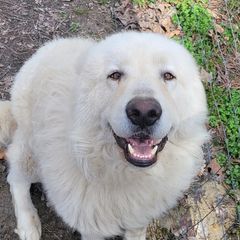 Maremma Sheepdogs from BNG Farms