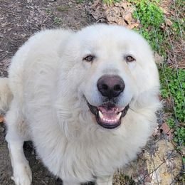 Maremma Sheepdogs from BNG Farms