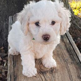 Bichon Frises and Yorkshire Terriers from DreamCatcher Farm