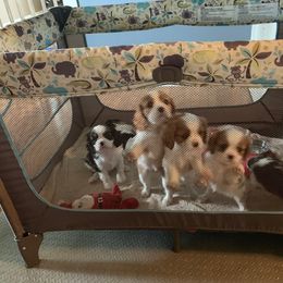 Cavalier King Charles Spaniel Puppies from Abbey Road Cavaliers