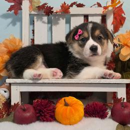 Gamora - Black and tan female Pembroke Welsh Corgi puppy in Austin, Texas from Cutest Corgi's of Austin