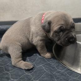 Red Collar Boy - Black brindle male Cane Corso puppy in Beaver Crossing, Nebraska from Blue River Cane Corso