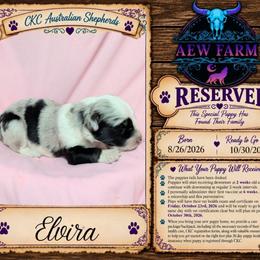 Elvira - Blue merle female Australian Shepherd puppy in Citra, Florida from AEW Farm