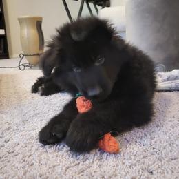 Doc - Black male German Shepherd puppy in Aledo, Texas from OakSong German Shepherd Dogs