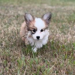 Olive (Magnolia) - Red female Pembroke Welsh Corgi puppy in Fairchild, Wisconsin from Reigning Corgis
