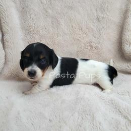 AKC Sprite - Black and tan female Dachshund puppy in Texarkana, Arkansas from Pasta Pups Miniature Dachshunds