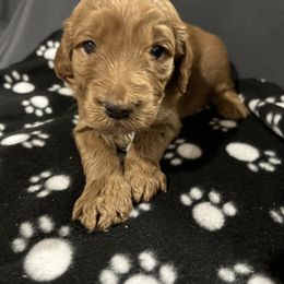 "Green collar boy" Goldendoodle Puppies from Kansas Country Doodles