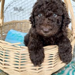 Muffin - Chocolate female Goldendoodle puppy in Taylorsville, Georgia from Sweet Southern Doodles