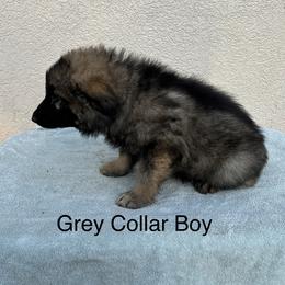Grey Collar Boy - Sable male German Shepherd puppy in Columbus, Mississippi from Olde Wolfe German Shepherds
