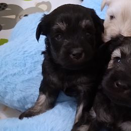 Black and Silver - Black and silver male Miniature Schnauzer puppy in Kannapolis, North Carolina from Schnauzer Affinity