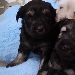 Black and Silver - Black and silver male Miniature Schnauzer puppy in Kannapolis, North Carolina from Schnauzer Affinity