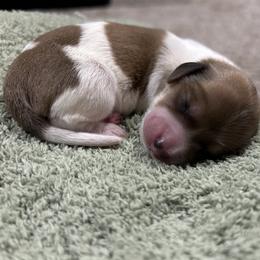 Boy 1 - Piebald male Dachshund puppy in Lake City, Florida from Darling and Adored Kennels
