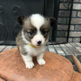 Yellow collar girl - Sable female Pembroke Welsh Corgi puppy in Flat Rock, Alabama from Fluffy Butt Acres
