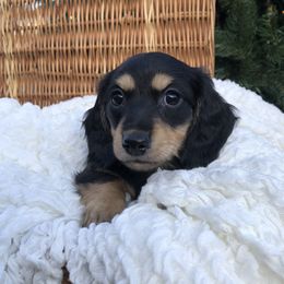 Jaeger - Dachshund