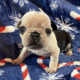 Tybalt - Silver male Pug puppy in Ferrum, Virginia from Menagerie Magnifique Pugs & Boston Terriers