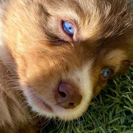 Pumpkin [Red Tri Female, with Tail] - Miniature Australian Shepherd puppy from Starry-Eyed Mini Aussies with Tails