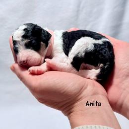 Anita - Black and white female Bernedoodle puppy in Pottstown, Pennsylvania from Willow-Be Doodles