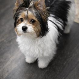Abby - Black tan and white female Biewer Terrier puppy in Weiser, Idaho from Hells Canyon