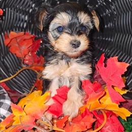Yorkipoo puppies from J Designer Puppies