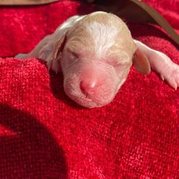 Pecan - Red female Labradoodle puppy in St George, Utah from Terra's Swann's Kennels
