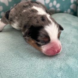 Easter - Black tri male Toy Australian Shepherd puppy in Norco, California from River Springs Aussies