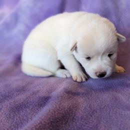 Pomsky Puppies from Valparaiso Pomskys