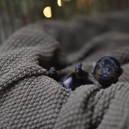 Yorkshire Terrier Puppies from Louie yorkie crustables