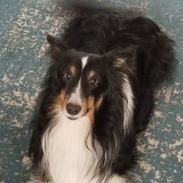 Junior - Shetland Sheepdog