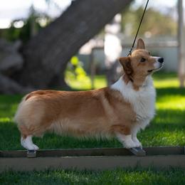 Gidget - Pembroke Welsh Corgi