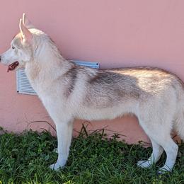 Girl Light Green - Brown and white Siberian Husky puppy in Coral Gables, Florida from Coral Gables Siberians
