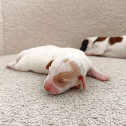 Dachshund Puppies from Magnolia Dachshunds
