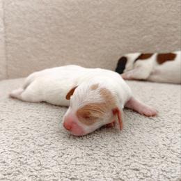 Dachshund Puppies from Magnolia Dachshunds