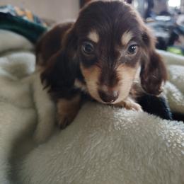 Fritz - Chocolate and cream male Dachshund puppy in Hudson, Michigan from Mittentail Kennel Miniature Dachshunds & Australian Shepherds