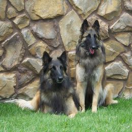 Belgian Sheepdog and Belgian Tervuren All Grown Up from Darboshea Tervuren