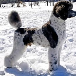 Poodle Puppies from Natasha Preston