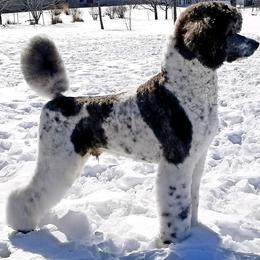Poodle Puppies from Natasha Preston