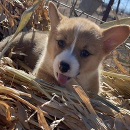 Pembroke Welsh Corgi puppies from SS Texas Corgis