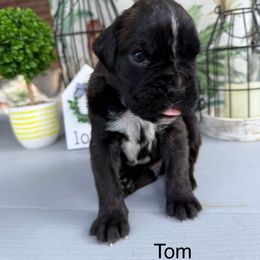 Tom - Brindle male Boxer puppy in Catawba, South Carolina from Happy Go Boxers