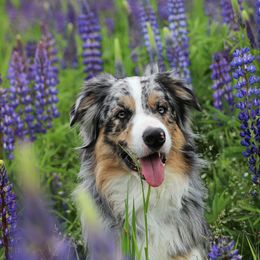 River - Border Collie