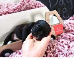 French Bulldog Puppies from FrenchieBnB