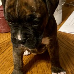 Boxer Puppies from Sisco Boxers Tennessee