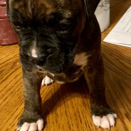 Boxer Puppies from Sisco Boxers Tennessee