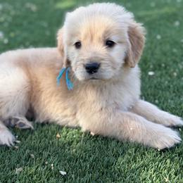 Teal - Light golden female Golden Retriever puppy in Paulden, Arizona from Carefree Samoyeds & Deserthills Labradors