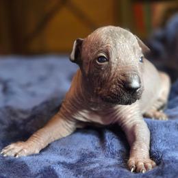 Girl 4 - Black female Xoloitzcuintli puppy in Ethridge, Tennessee from Royalty Reigns Xolos